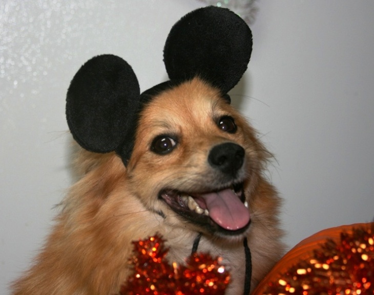 Halloween Dog Mouse 100313